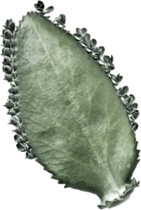 Whoonplant Kalanchoë Juli - Whoon Oisterwijk