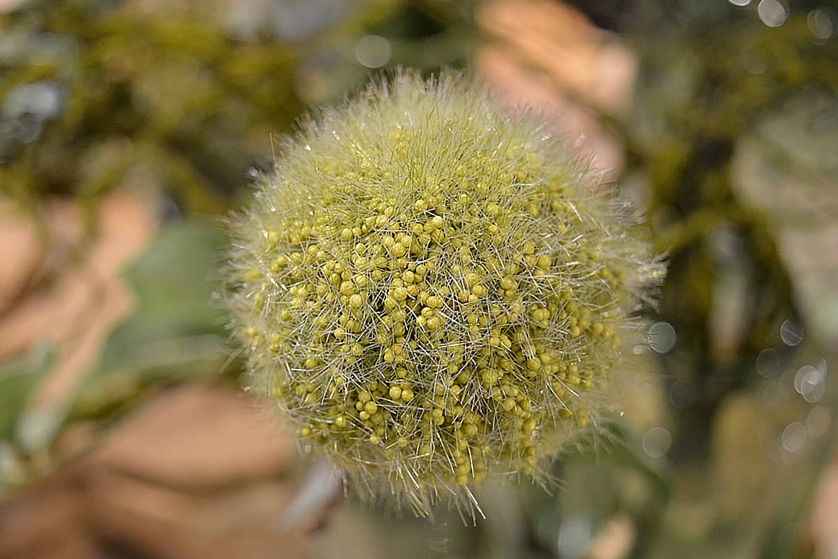 Alium-green Alium-green