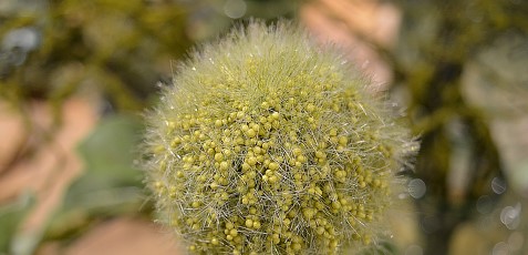 Allium-green