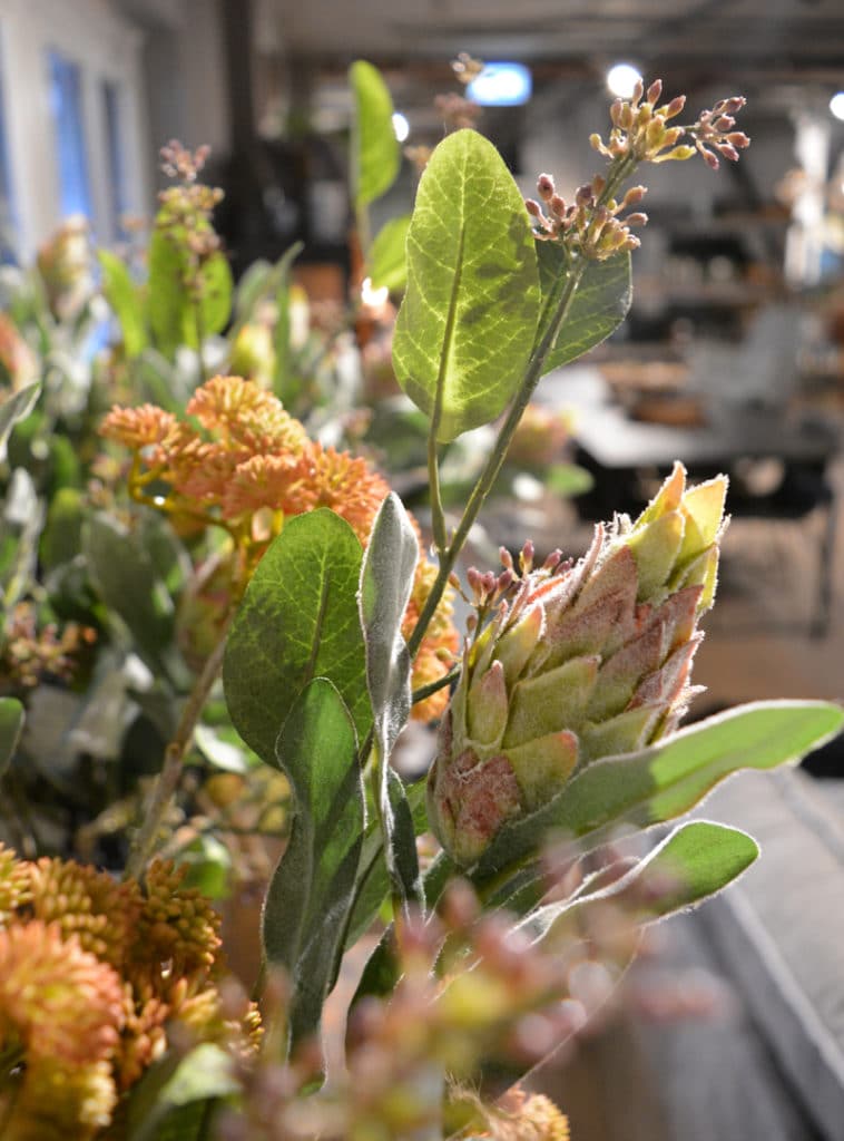 Protea-repens-758x1024 Protea-repens-758x1024