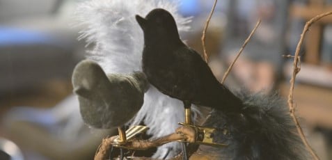 Vogels-uitgelichte-afbeelding