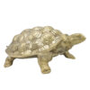 cameron schildpad groot