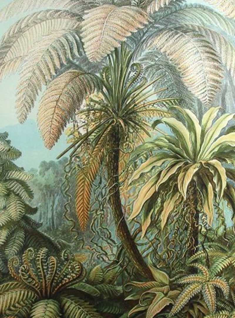 Wandkleed Palm botanisch