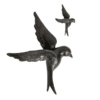 Zwarte Vogel Wanddeco Groot Hars
