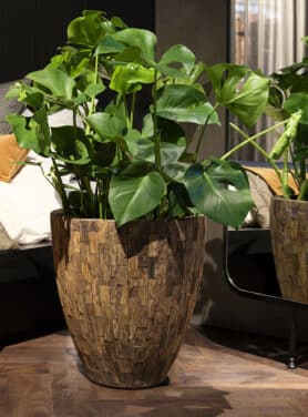 Teakhouten Bloempot Bruin Monstera Plant